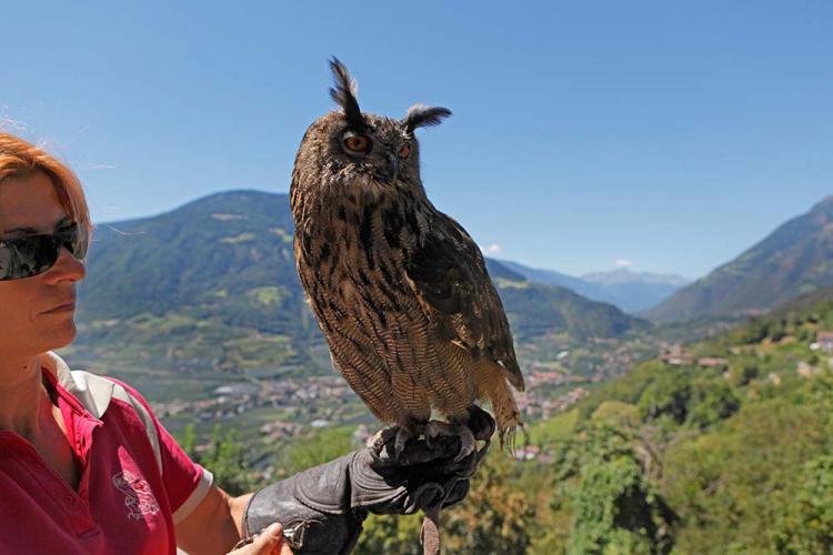 Bird care centre Castle Tyrol