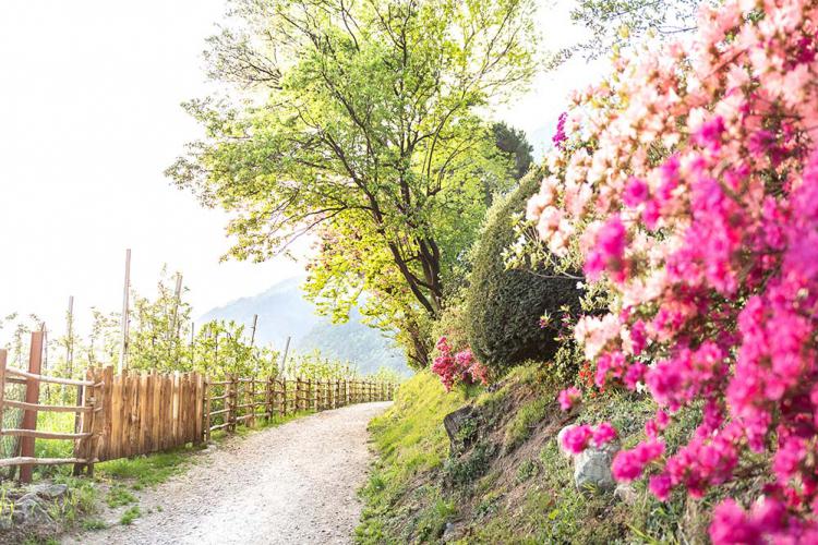 Il sentiero del vino a Tirolo