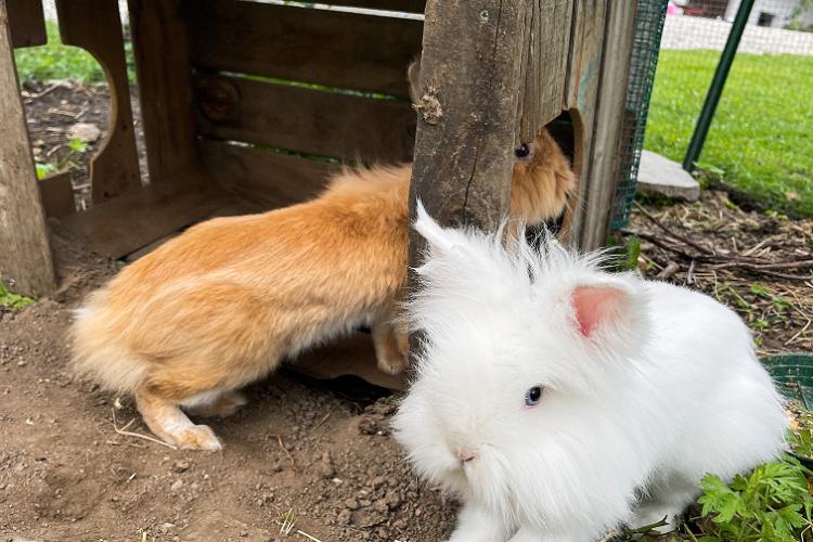 Our rabbits Max & Moritz