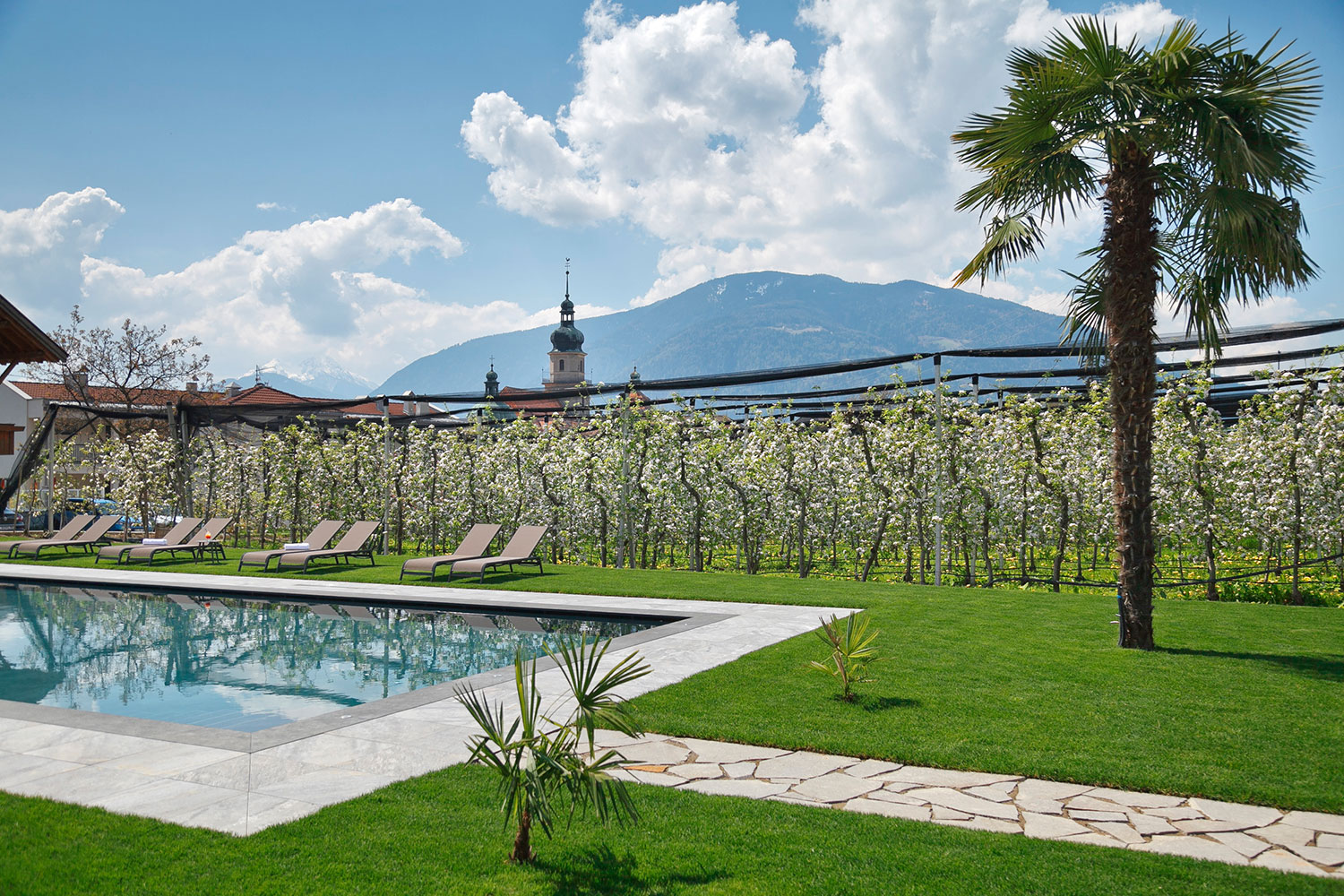 Our swimming pool immersed in the orchards