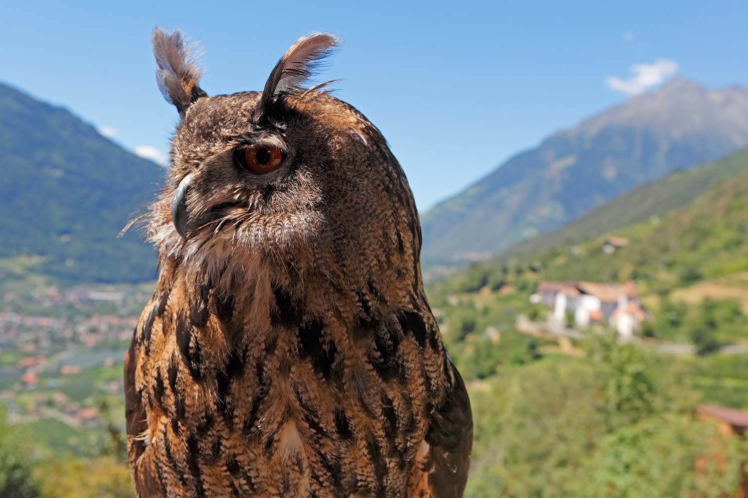 Flight demonstrations with birds of prey